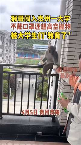 猴哥闯入贵州一大学，被大学生们
