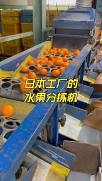 日本工厂里的水果分拣机