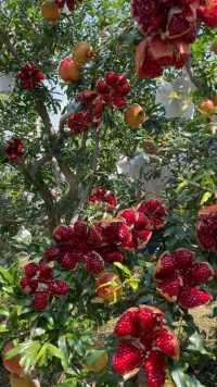 回首掏，切十刀。