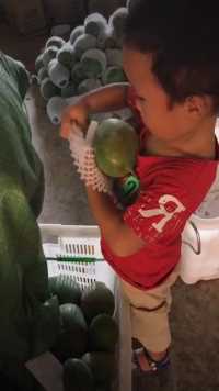 小小每天要干活，饿了只有吃芒果，下暴雨干活笑着说不累。手上全是伤疤。就问如果是你孩子心疼不