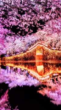 如果你来不了无锡，那我就把无锡的春天拍给你，鼋头渚的樱花开了，满眼都是粉色，置身其中真的很美。%无