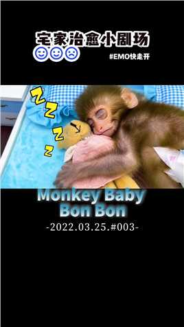 小猴子Bon Bon和小鸭子与泰迪的卧室游戏#今日份可爱萌宠 #搞笑配音天花板 #搞笑#宠物#治愈小剧场#宅家