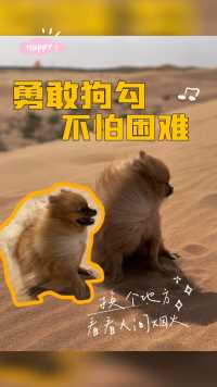 今天不是狗！是沙漠飞狐！#阿拉善#