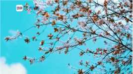 云赏花丨龙里龙架山12万株郁金香开了，14种颜色任你选