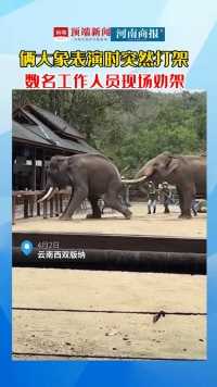 4月2日，云南西双版纳，景区俩大象表演时突然打架，数名工作人员现场劝架