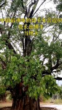 中国最神奇的菩提树竟然长出佛手，当地人惊呼 #奇闻趣事