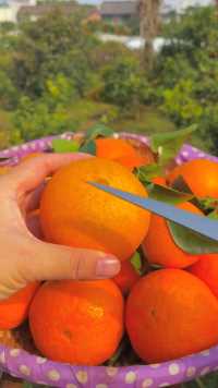 用吸管直接吸着吃的橙子，看得出汁水多饱满