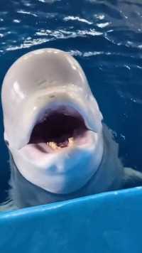 你们想不想喂白鲸吃饭？#海洋生物 
