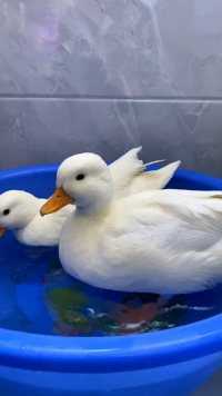 冬天到了，小鸭子也学会泡温泉了~