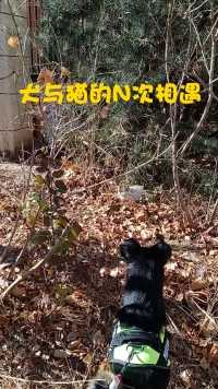 豆包每天去找小区里的流浪猫玩，这是第三次被不客气的挠啦。😂😂😂#中华田园猫#中华田园犬#