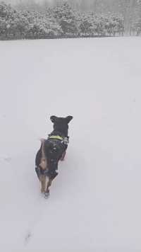 一只具探险精神的狗狗，家犬豆包日常记录