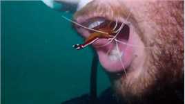潜水员海底张开嘴 让小虾钻进嘴里为其清洁牙齿