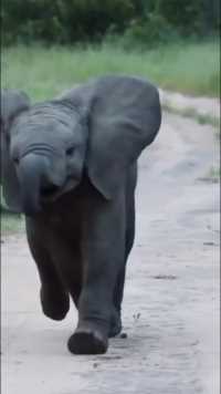 跳舞的大象