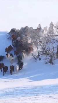 骏马奔驰在草原，一嘶长鸣雪飞啸
千骑劲卷雪花舞，万顷雪原任驰骋。