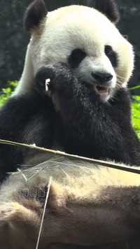 熊猫拥有着超过三百磅的咬合力！