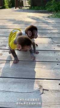 哥俩好啊，猴子不喝酒啊！
