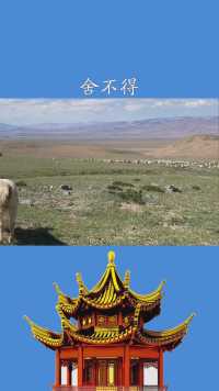 羊群都走远了果汁还是黏着我舍不得离开我#蒙古#求一个神评加持