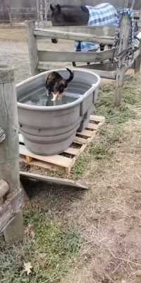 这只猫的防水性能有点好呀