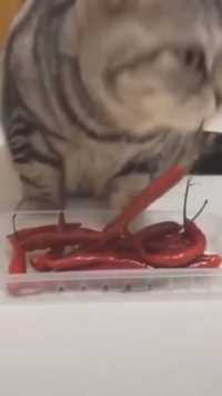 一只吃辣椒的猫咪