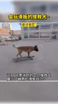 不会滑板的狗狗不是好搜救犬～