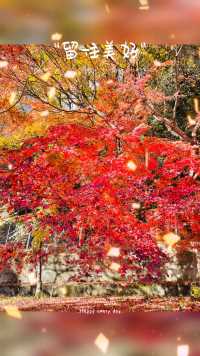 红叶季节🍁抓住今年的枫叶的尾巴，这么美的风景错过了又要等一年哟😁😁