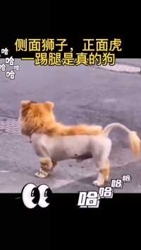 这到底是狮子还是狗