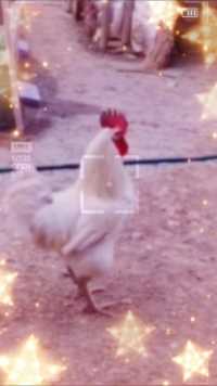 #特效视频，这个公鸡🐓可以屙小孩子，哈哈哈