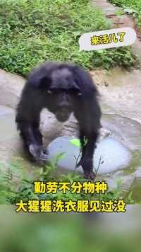 动物成精啦，看大猩猩的动作如此娴熟，一看就是“勤快猩” 