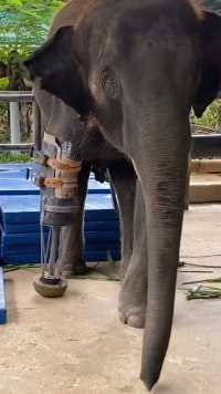 大象腿部受伤，人类为它安装了假肢