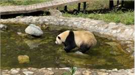 熊猫是怎么洗澡的