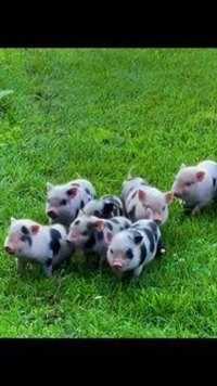即使你变成了小猪，我也能在小猪群里一眼认出可爱的你～#勇敢猪猪不怕困难