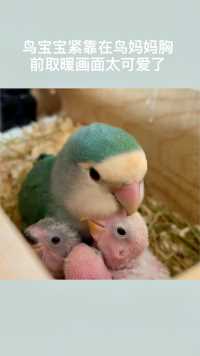 鸟宝宝紧靠在鸟妈妈胸前取暖画面太可爱了