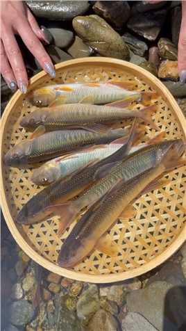 钓起来的鱼要这样反复消毒，过水适应以后在养殖，直接下缸的还不如下锅 原生鱼 马口鱼