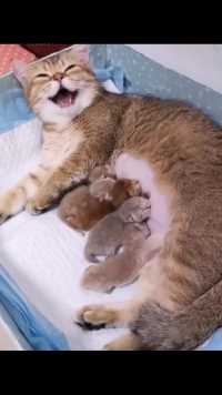 猫妈妈喂奶高兴坏了- ̗̀(๑ᵔ⌔ᵔ๑)