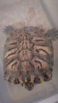巴西龟…