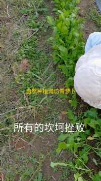 孝爱美基地种植的潍坊青萝卜自然生长中