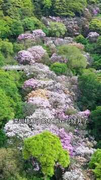 深圳梧桐山的杜鹃花开了，带上这份赏花攻略出发吧！
