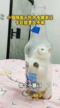 小猫咪偷吃爆米花，卡在瓶里出不来
