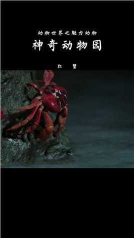 不会游泳害怕大海的红蟹 #神奇动物  #动物世界  #红蟹  #搞笑动物
