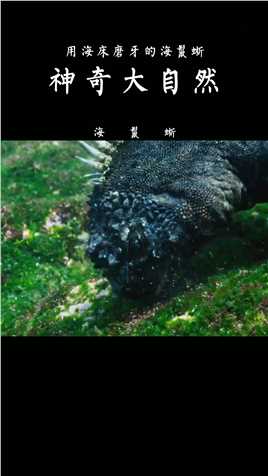 用海底磨牙的怪兽海鬣蜥#海洋生物# #海底世界# #动物世界# 