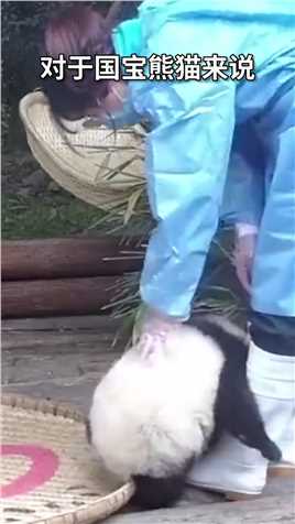 熊猫为什么耐摔