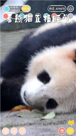 快来看看熊猫是怎么睡觉的？简直能睡就睡，多睡多快乐！