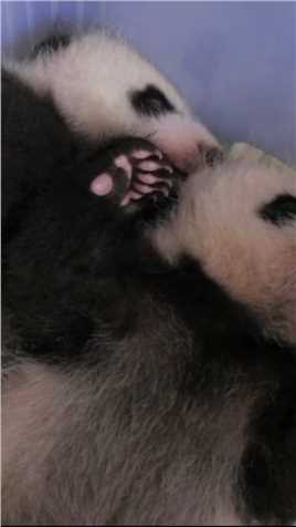  你们不知道的熊猫二三事，熊猫们到底有几个手指头呢？