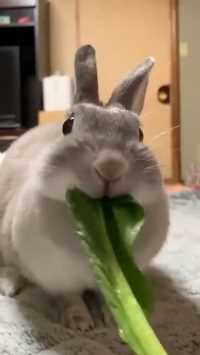 一只兔子的吃播，看饿了 🤧