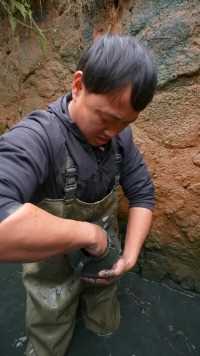 昨天花了2500包下一个古井，竟然发现“百年甲鱼王”？（下）