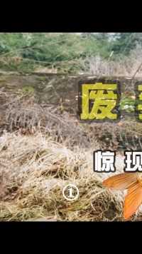 村后面荒废小鱼塘，竟然出现大锦鲤？？（上）