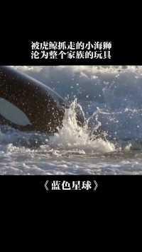 小海狮在海边受到虎鲸的袭击，被当做玩具真的好可怜。