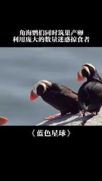 海鹦的喙在繁殖季节会变得又大又鲜艳，异常美丽