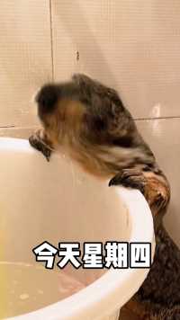 土拨鼠 如何洗澡呢？