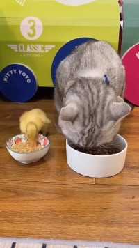 猫咪养鸭子就是为了孵蛋？